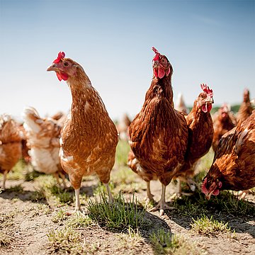 牛、家禽、猪及其他动物的饲料混合机
