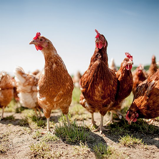 我们的动物饲料行业解决方案